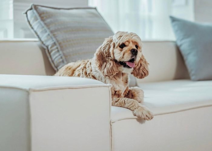 Sofa replacement cushions made with Sunbrella fabric